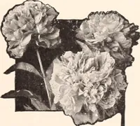 Picture 339 of 926 from American homes and gardens (1905), leaf 158