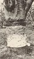 Picture 411 of 926 from American homes and gardens (1905), leaf 195
