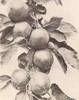 Picture 415 of 926 from American homes and gardens (1905), leaf 196