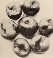 Picture 416 of 926 from American homes and gardens (1905), leaf 196
