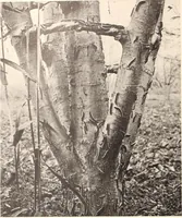 Picture 418 of 926 from American homes and gardens (1905), leaf 197