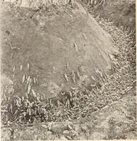 Picture 419 of 926 from American homes and gardens (1905), leaf 197
