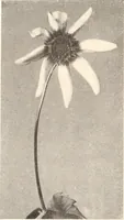 Picture 425 of 926 from American homes and gardens (1905), leaf 201