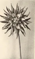 Picture 426 of 926 from American homes and gardens (1905), leaf 201