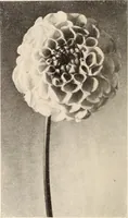 Picture 427 of 926 from American homes and gardens (1905), leaf 201