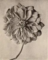 Picture 428 of 926 from American homes and gardens (1905), leaf 202