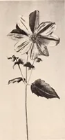 Picture 429 of 926 from American homes and gardens (1905), leaf 202