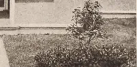 Picture 520 of 926 from American homes and gardens (1905), leaf 252