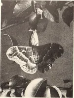 Picture 545 of 926 from American homes and gardens (1905), leaf 261