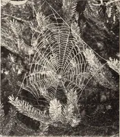 Picture 546 of 926 from American homes and gardens (1905), leaf 261