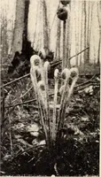 Picture 547 of 926 from American homes and gardens (1905), leaf 261