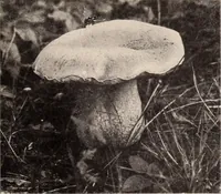 Picture 550 of 926 from American homes and gardens (1905), leaf 262