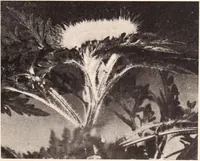 Picture 551 of 926 from American homes and gardens (1905), leaf 262