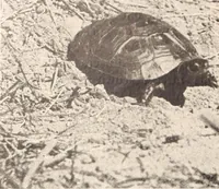 Picture 552 of 926 from American homes and gardens (1905), leaf 263
