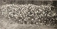 Picture 564 of 926 from American homes and gardens (1905), leaf 267