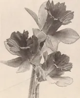 Picture 566 of 926 from American homes and gardens (1905), leaf 268