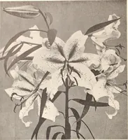 Picture 568 of 926 from American homes and gardens (1905), leaf 269