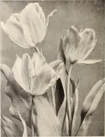 Picture 569 of 926 from American homes and gardens (1905), leaf 269