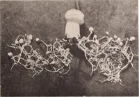 Picture 578 of 926 from American homes and gardens (1905), leaf 274