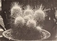 An illustration from American homes and gardens (1905)
