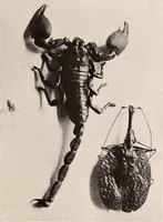 An illustration from American homes and gardens (1905)