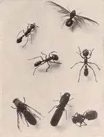 An illustration from American homes and gardens (1905)