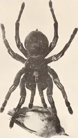 An illustration from American homes and gardens (1905)