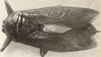 An illustration from American homes and gardens (1905)