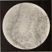 An illustration from American homes and gardens (1905)