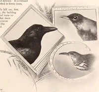 Picture 84 of 926 from American homes and gardens (1905), leaf 44