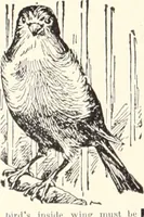 An illustration from American homes and gardens (1905)