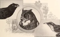 An illustration from American homes and gardens (1905)