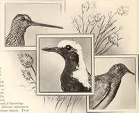 Picture 87 of 926 from American homes and gardens (1905), leaf 47