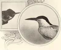 Picture 88 of 926 from American homes and gardens (1905), leaf 47