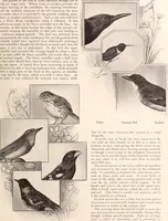 Picture 89 of 926 from American homes and gardens (1905), leaf 48