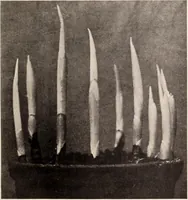 Picture 108 of 926 from American homes and gardens (1905), leaf 56