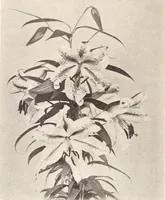 Picture 110 of 926 from American homes and gardens (1905), leaf 57