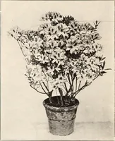 Picture 111 of 926 from American homes and gardens (1905), leaf 57
