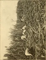 Picture 29 of 93 from American inventions and inventors (1900), leaf 101