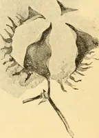 An illustration from American inventions and inventors (1900)