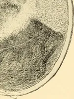 An illustration from American inventions and inventors (1900)