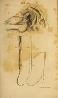 An illustration from The American journal of the medical sciences (1827)