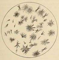 An illustration from American journal of pharmacy (1835)