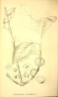 An illustration from American journal of pharmacy (1835)
