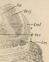 An illustration from The American journal of the medical sciences (1827)