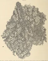 An illustration from The American journal of the medical sciences (1827)