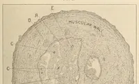 An illustration from The American journal of the medical sciences (1827)