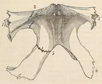 An illustration from The American journal of the medical sciences (1827)