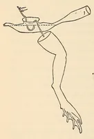 An illustration from The American journal of the medical sciences (1827)
