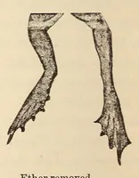 Picture 12 of 14 from The American journal of the medical sciences (1827), leaf 508